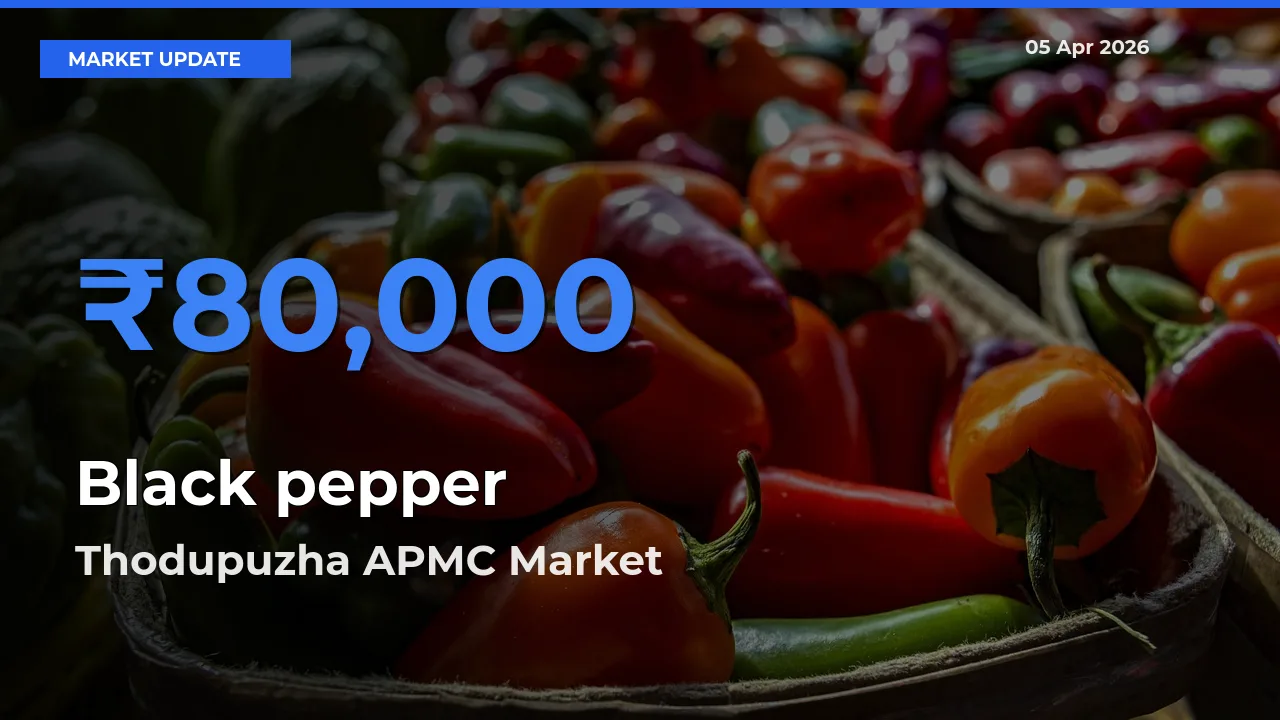 Thodupuzha APMC Emerges as Top Mandi for Black pepper Prices Today