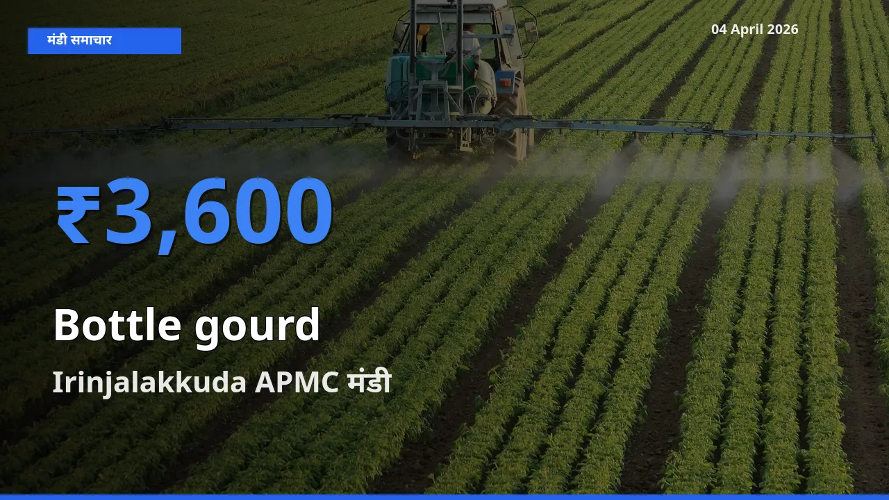 आज लौकी के सबसे ऊँचे दाम ₹3,600 Irinjalakkuda APMC मंडी में
