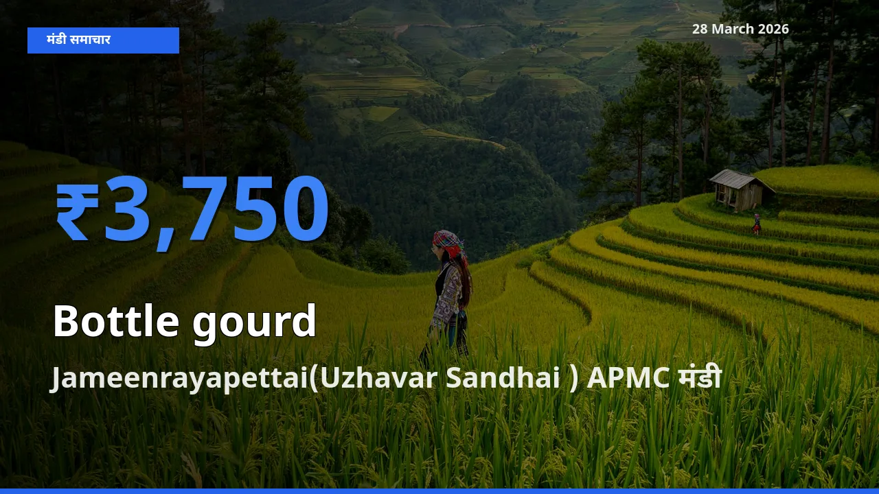 Jameenrayapettai(Uzhavar Sandhai ) APMC मंडी में लौकी ₹3,750 पर पहुँचा – आज का सर्वोच्च भाव