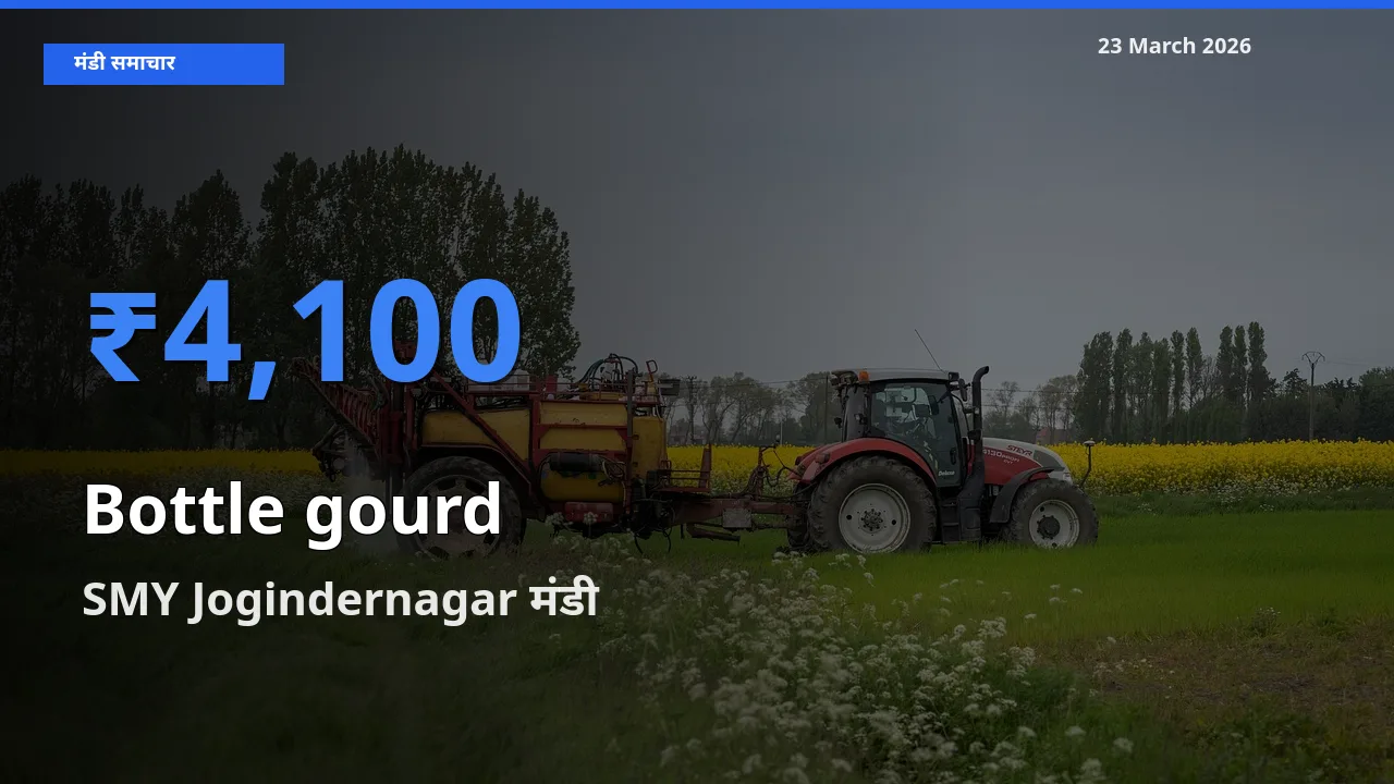 आज लौकी के सबसे ऊँचे दाम ₹4,100 SMY Jogindernagar मंडी में