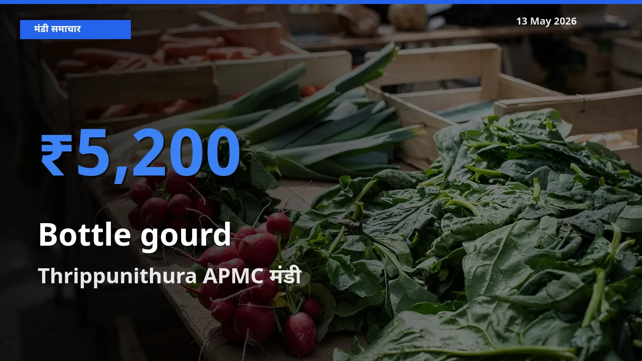 Thrippunithura APMC में लौकी का आज सबसे ऊँचा भाव