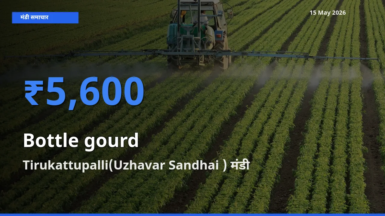 Tirukattupalli(Uzhavar Sandhai ) में लौकी का आज सबसे ऊँचा भाव