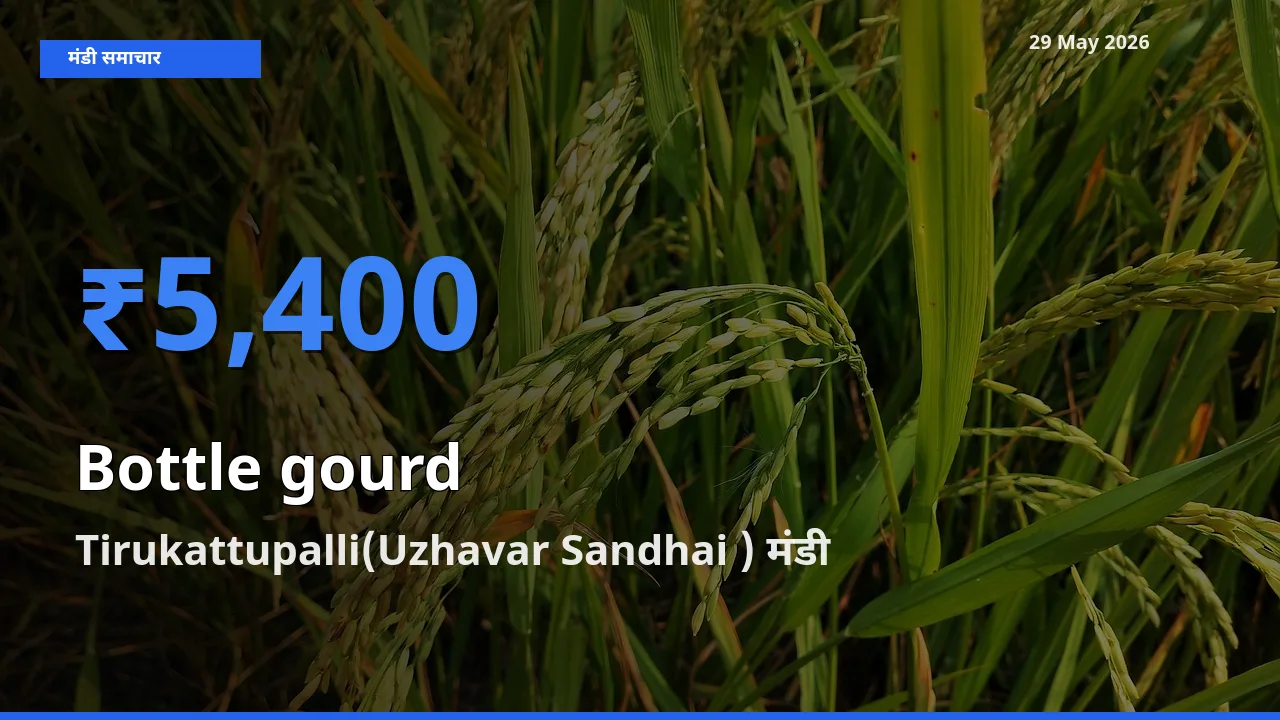 Tirukattupalli(Uzhavar Sandhai ) में लौकी का आज सबसे ऊँचा भाव