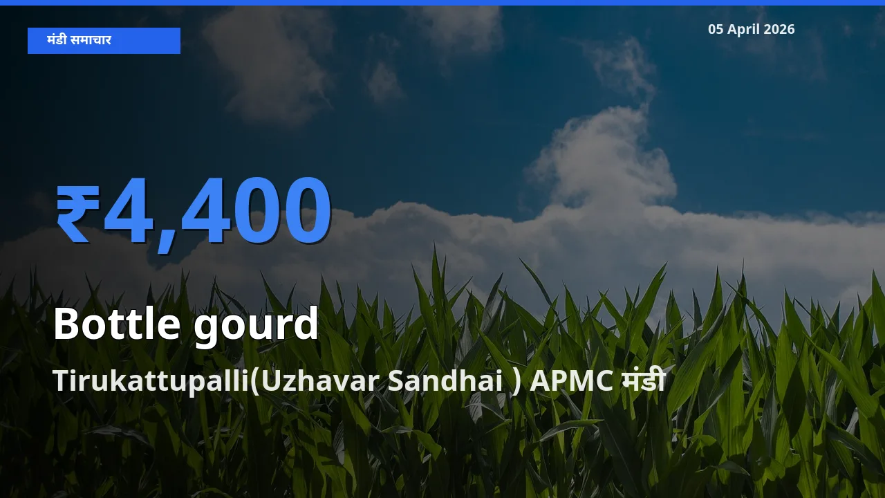 टॉप मंडी बना Tirukattupalli(Uzhavar Sandhai ) APMC! लौकी के सबसे ऊँचे दाम यहीं दर्ज