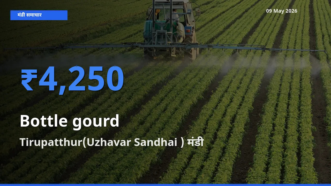 आज लौकी के सबसे ऊँचे दाम ₹4,250 Tirupatthur(Uzhavar Sandhai ) मंडी में