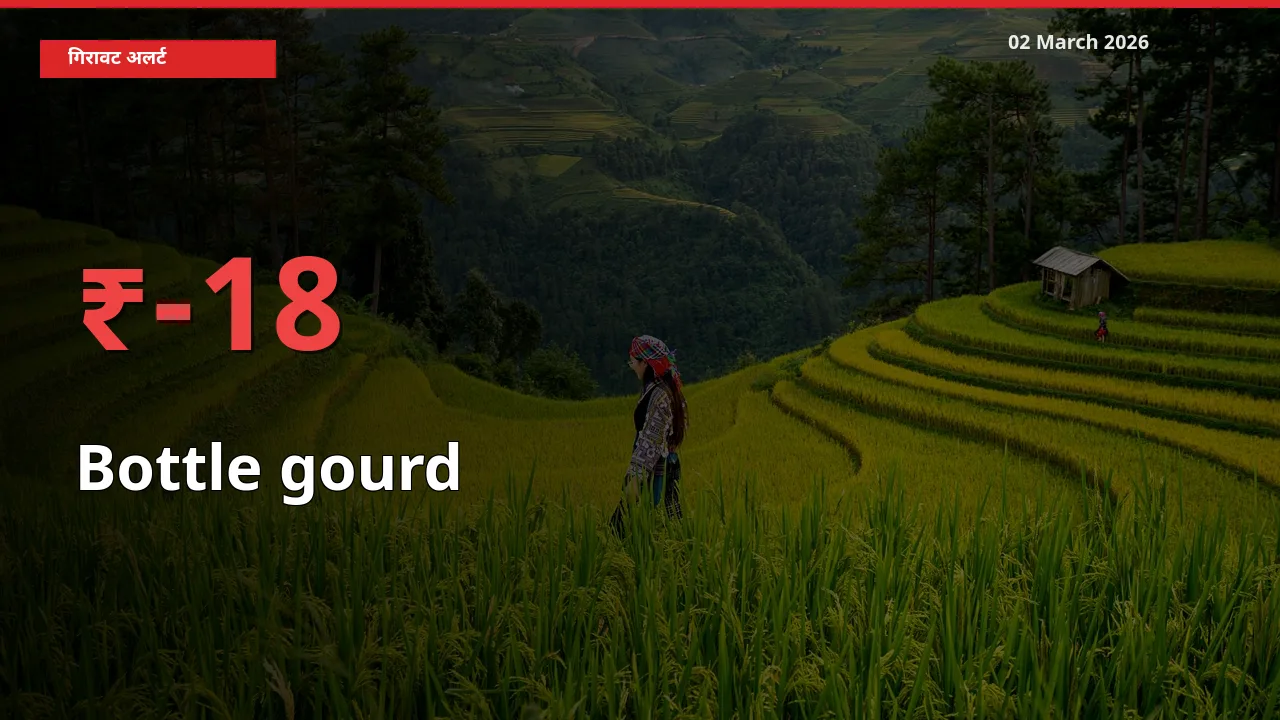 किसानों की चिंता बढ़ी! स्थानीय मंडी में Bottle gourd 18.49% गिरा