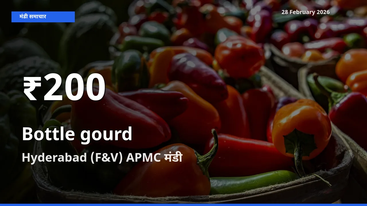 बाज़ार संकेत: Bottle gourd के भाव Hyderabad (F&V) APMC में 30 दिन के निचले स्तर पर