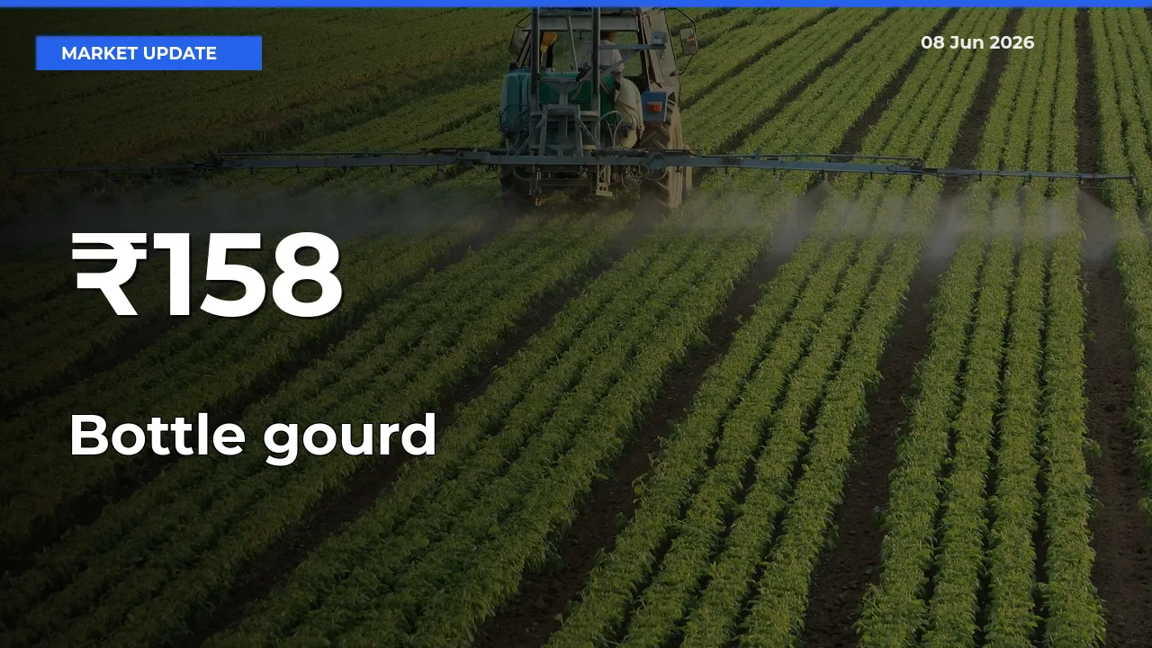Bottle gourd Shows Strong Mandi Trend – June 08 Market Update