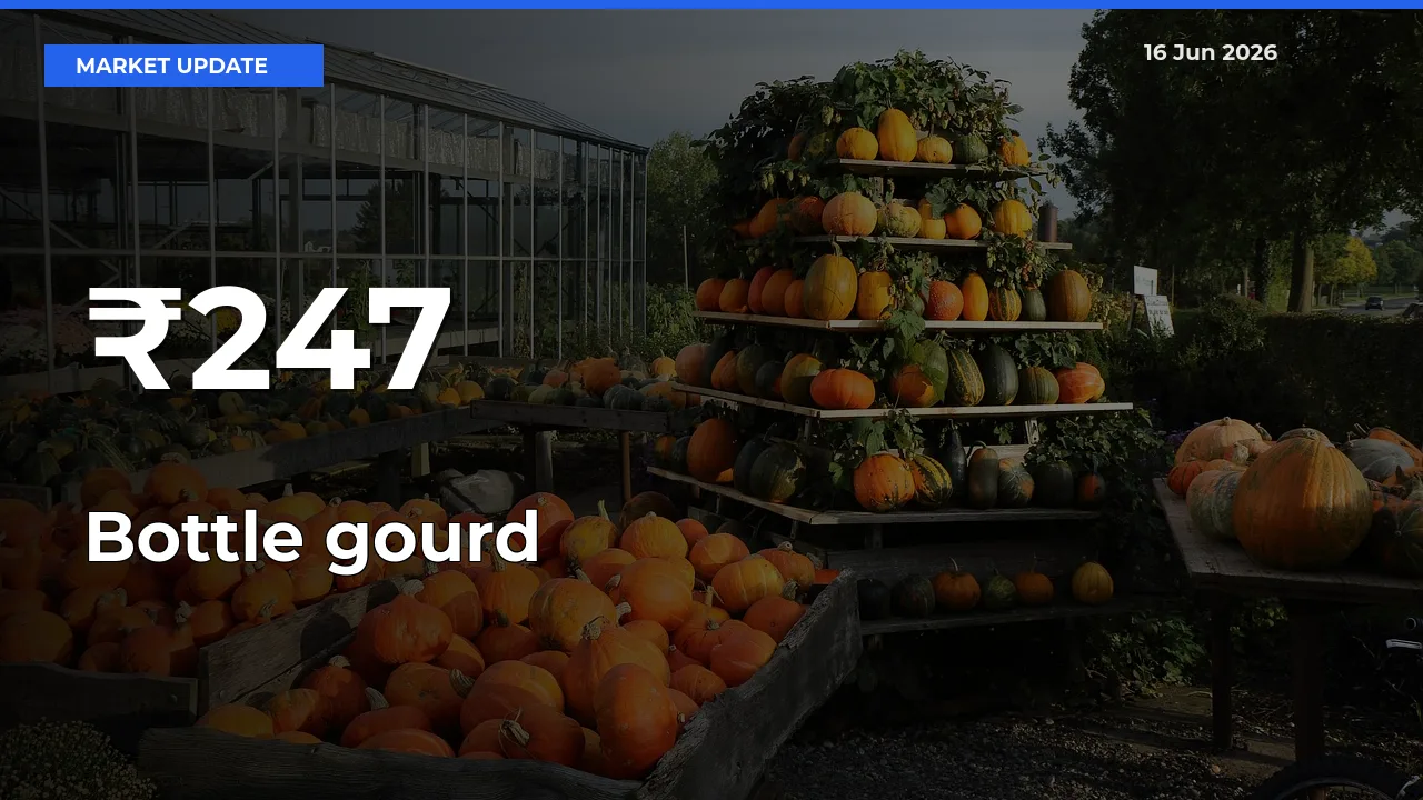 Bottle gourd Shows Strong Mandi Trend – June 16 Market Update