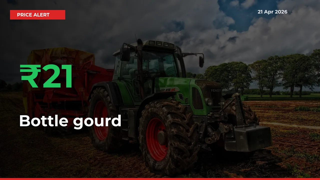 Big Rally! Bottle gourd Climbs 21.11% in 24 Hours at Top Mandis