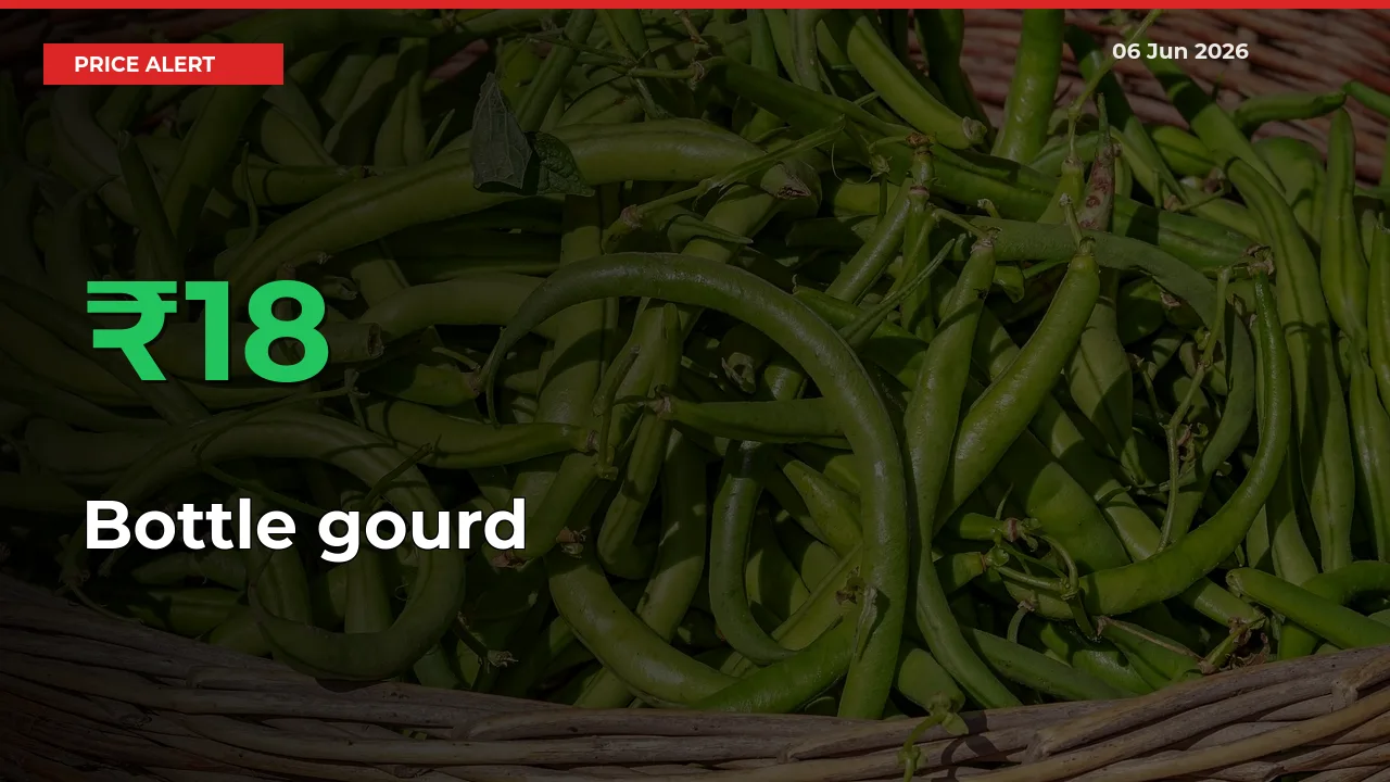 Sudden 18.38% Rally in Bottle gourd Prices Across Mandis