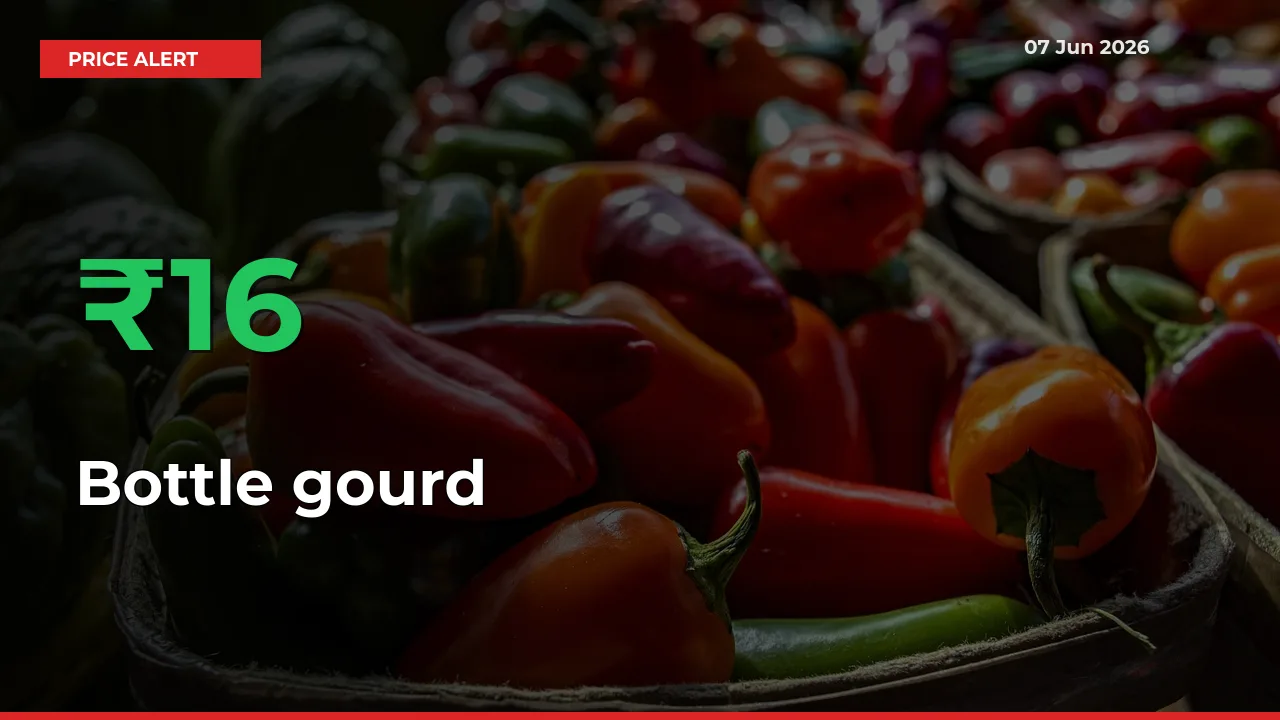 Bottle gourd Mandi Rate Today: Prices Jump 16.33% at Market