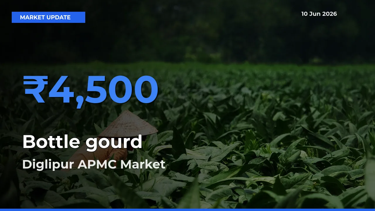 Farmers Prefer Diglipur APMC as Bottle gourd Hits Highest Rate