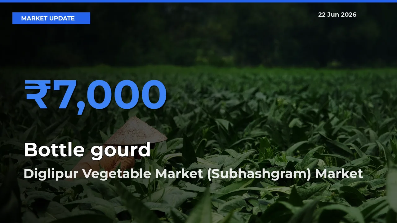 Diglipur Vegetable Market (Subhashgram) Records Highest ₹7,000 Rate for Bottle gourd
