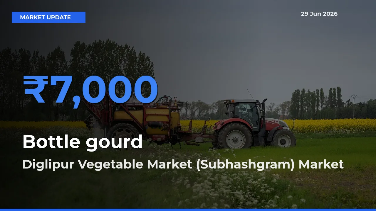 Diglipur Vegetable Market (Subhashgram) Records Highest ₹7,000 Rate for Bottle gourd