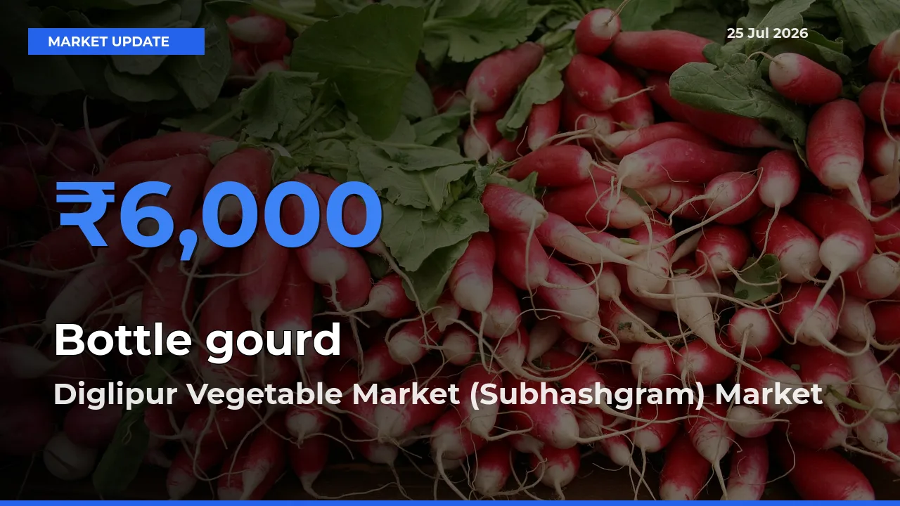 Top Performer! Diglipur Vegetable Market (Subhashgram) Offers Best Bottle gourd Price Today