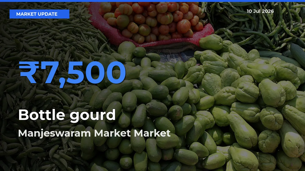 Market Watch: Manjeswaram Market Becomes Top Mandi for Bottle gourd