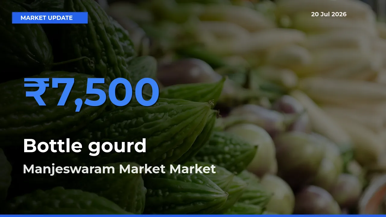 Manjeswaram Market Emerges as Top Mandi for Bottle gourd Prices Today
