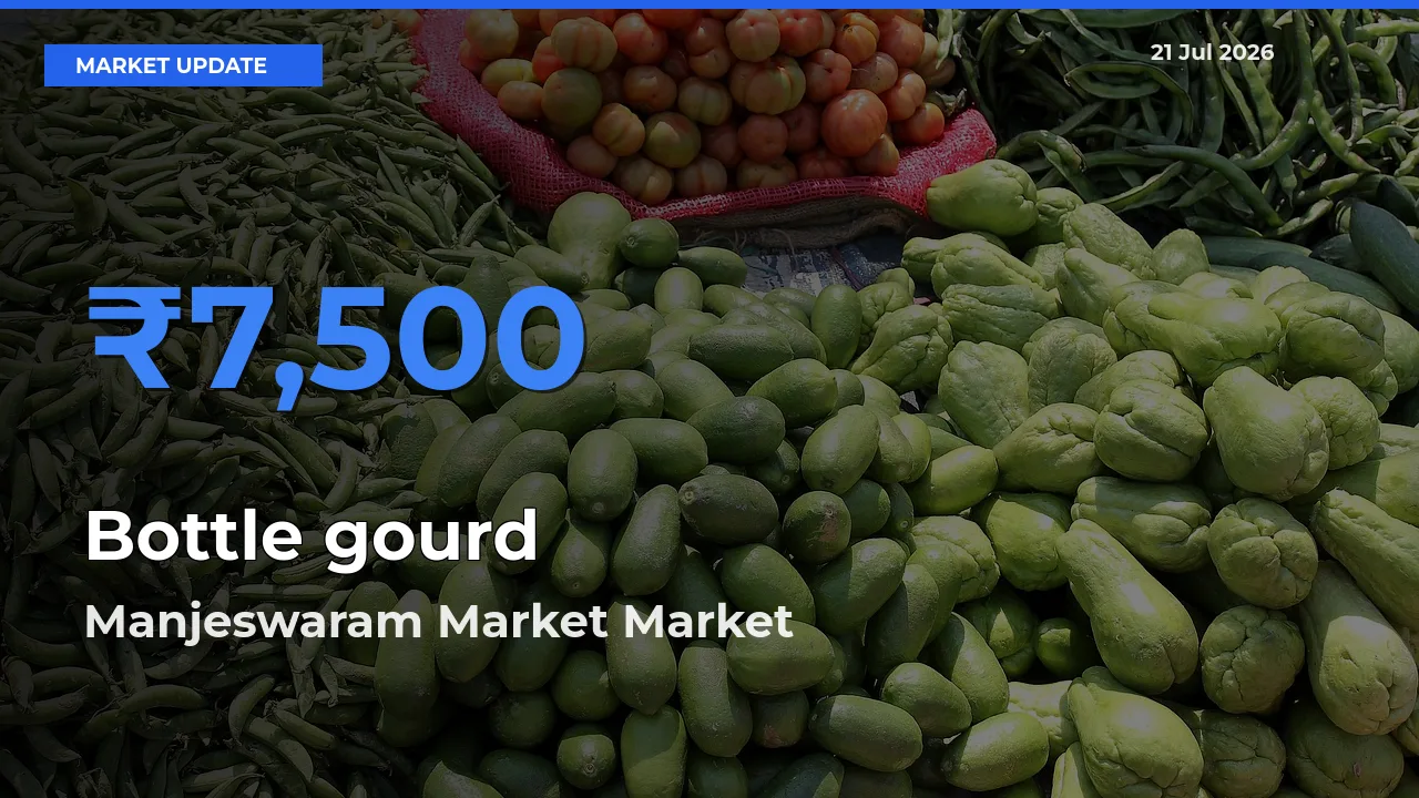 Bottle gourd Mandi Rate Today: Manjeswaram Market Tops the List