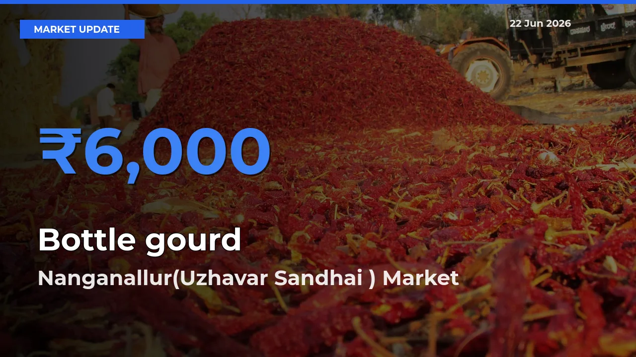 Nanganallur(Uzhavar Sandhai ) Records Highest ₹6,000 Rate for Bottle gourd