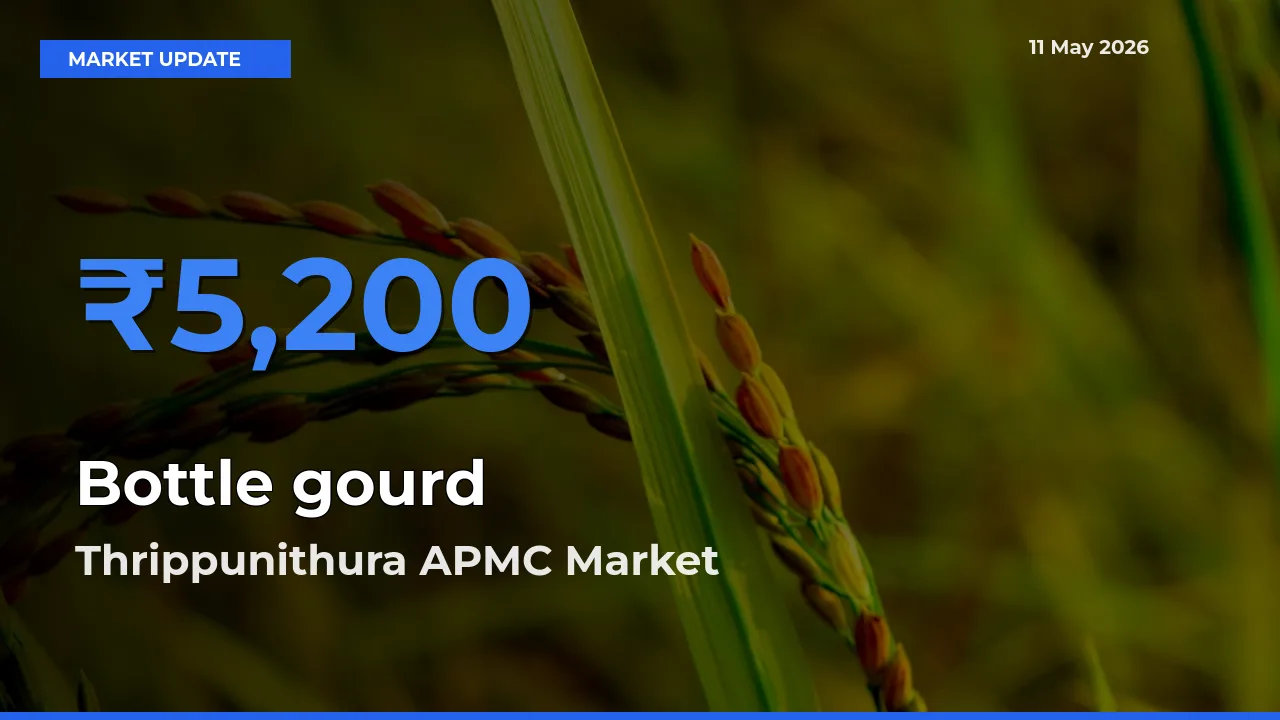 Thrippunithura APMC Tops Bottle gourd Mandi Rates Today
