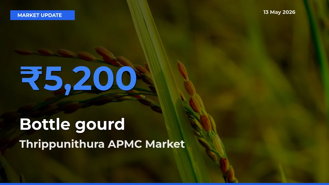 Thrippunithura APMC Tops Bottle gourd Mandi Rates Today