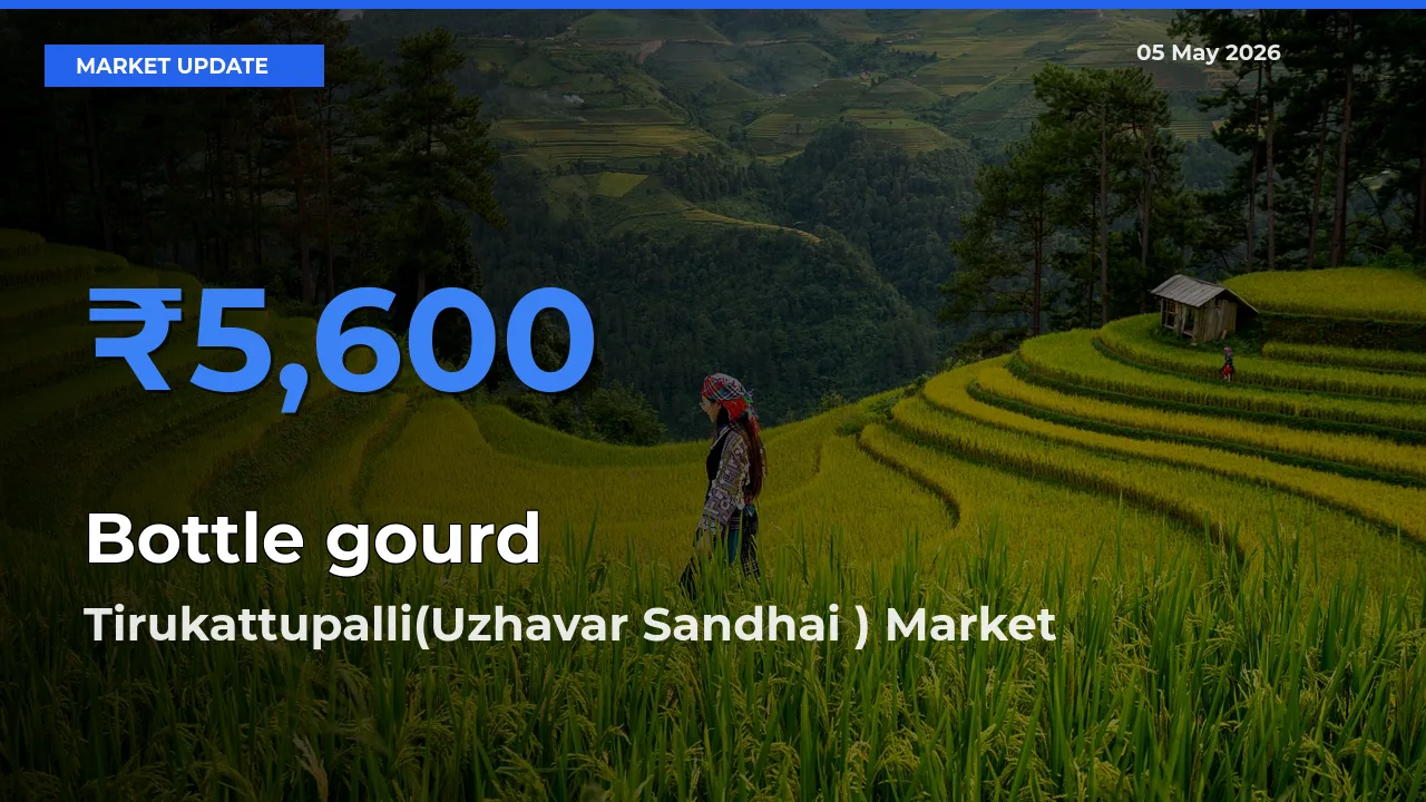 Top Performer! Tirukattupalli(Uzhavar Sandhai ) Offers Best Bottle gourd Price Today