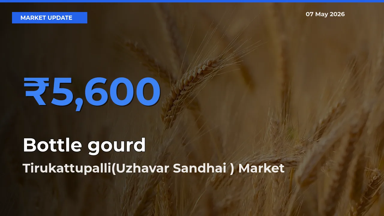 Bottle gourd Mandi Rate Today: Tirukattupalli(Uzhavar Sandhai ) Tops the List