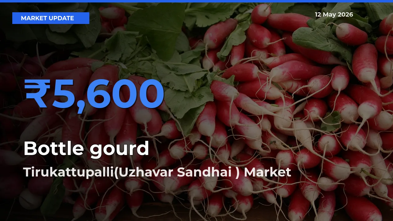 Farmers Prefer Tirukattupalli(Uzhavar Sandhai ) as Bottle gourd Hits Highest Rate
