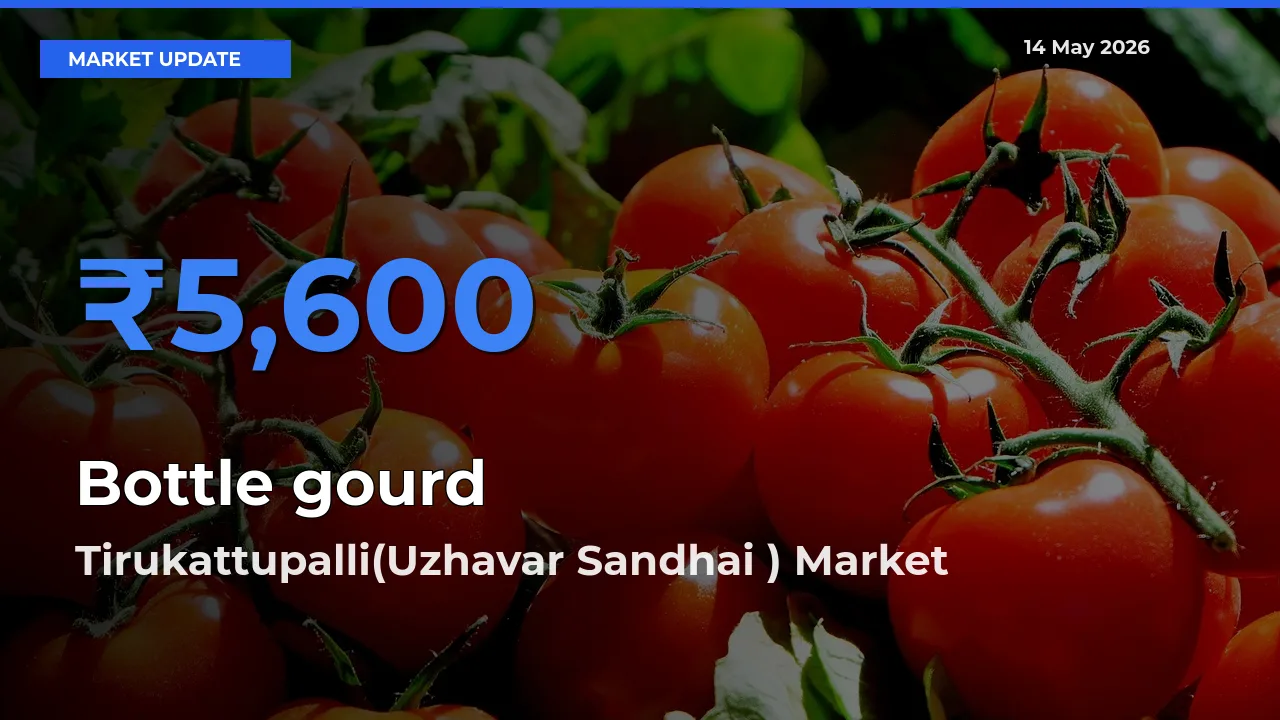 Market Watch: Tirukattupalli(Uzhavar Sandhai ) Becomes Top Mandi for Bottle gourd
