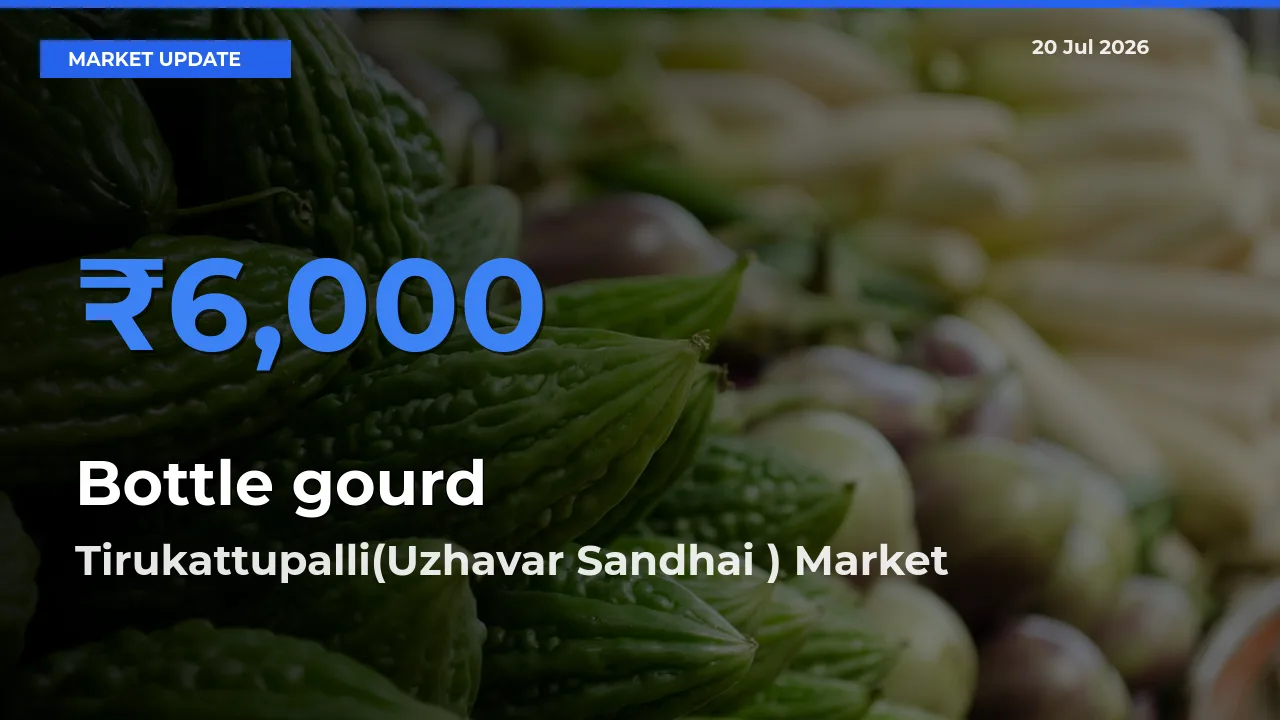 Tirukattupalli(Uzhavar Sandhai ) Emerges as Top Mandi for Bottle gourd Prices Today