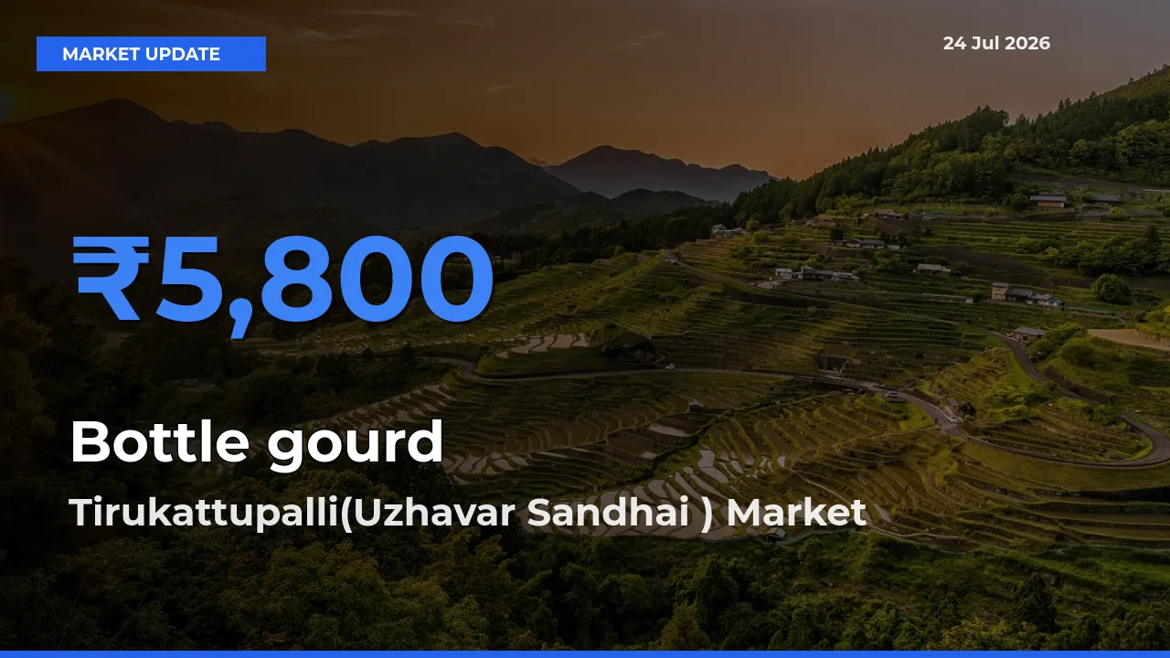Tirukattupalli(Uzhavar Sandhai ) Offers ₹5,800 – Highest Bottle gourd Rate Today