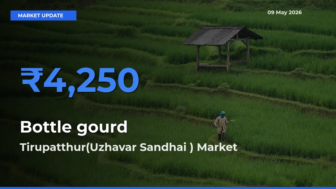 Tirupatthur(Uzhavar Sandhai ) Tops Bottle gourd Rates – May 09 Market Update