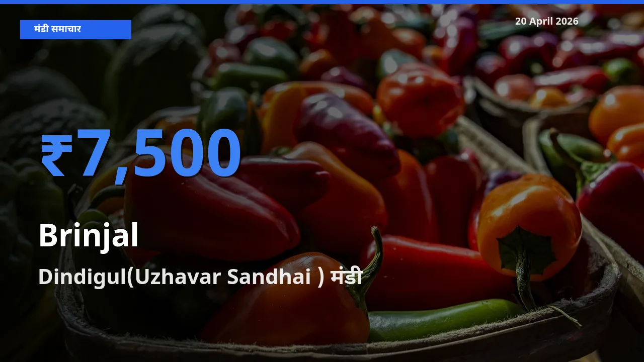 Dindigul(Uzhavar Sandhai ) मंडी में बैंगन ₹7,500 पर पहुँचा – आज का सर्वोच्च भाव