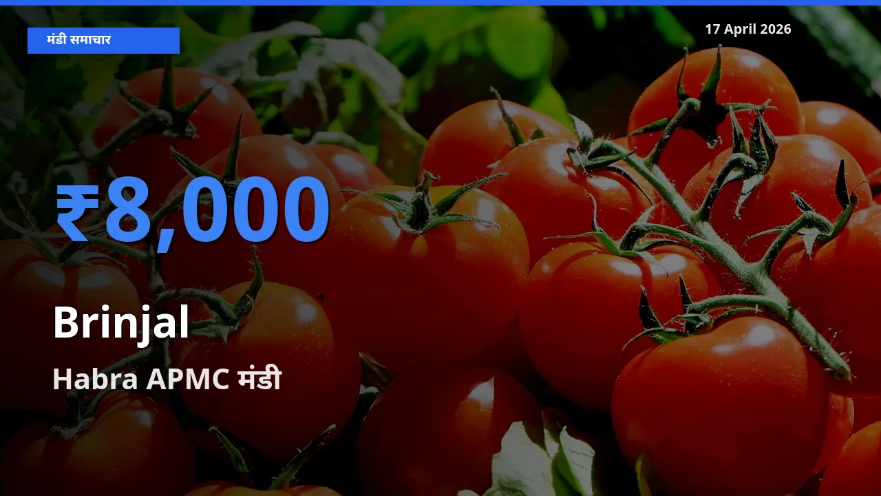 आज बैंगन के सबसे ज़्यादा दाम Habra APMC मंडी में दर्ज