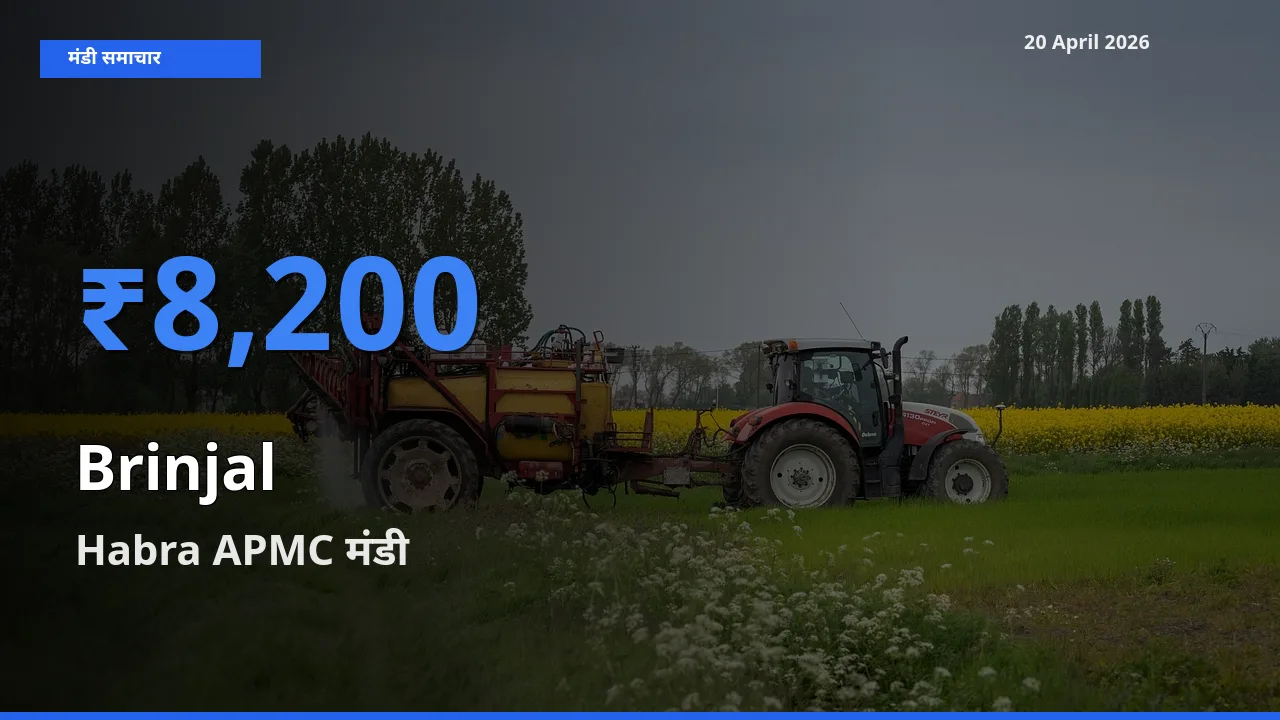 Habra APMC में बैंगन का आज सबसे ऊँचा भाव