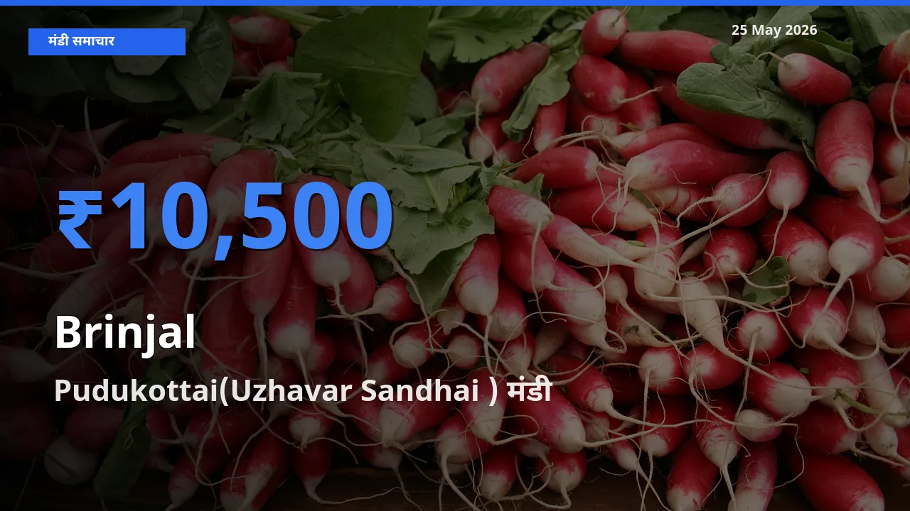 आज बैंगन के सबसे ऊँचे दाम ₹10,500 Pudukottai(Uzhavar Sandhai ) मंडी में