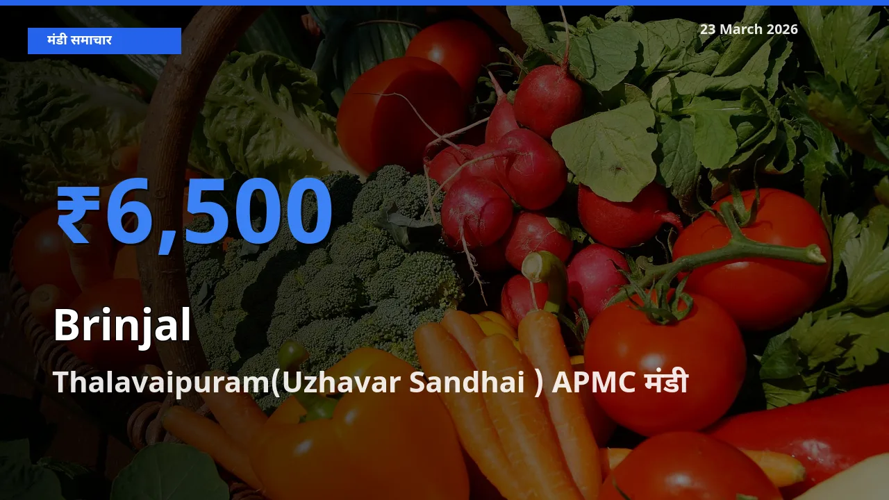 Thalavaipuram(Uzhavar Sandhai ) APMC मंडी में आज बैंगन के सबसे ऊँचे दाम दर्ज