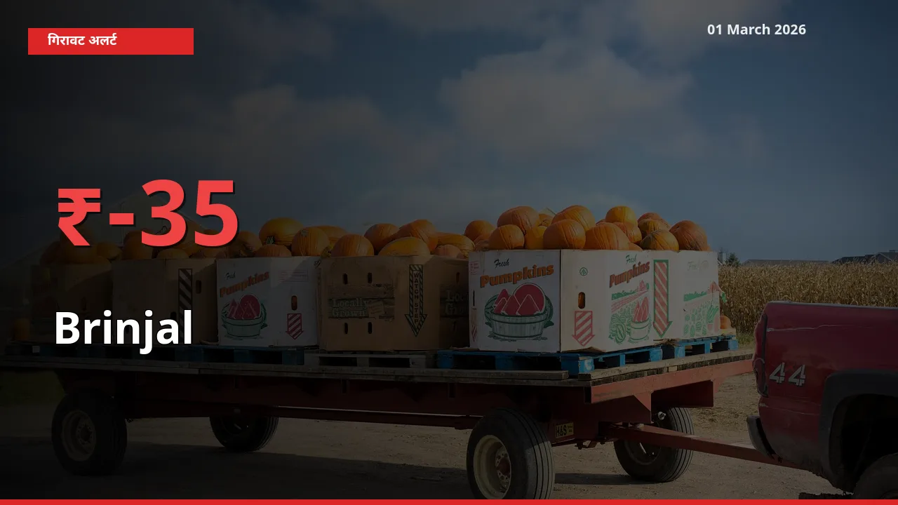 आज का मंडी भाव: Brinjal के दाम मंडी में 34.98% नीचे