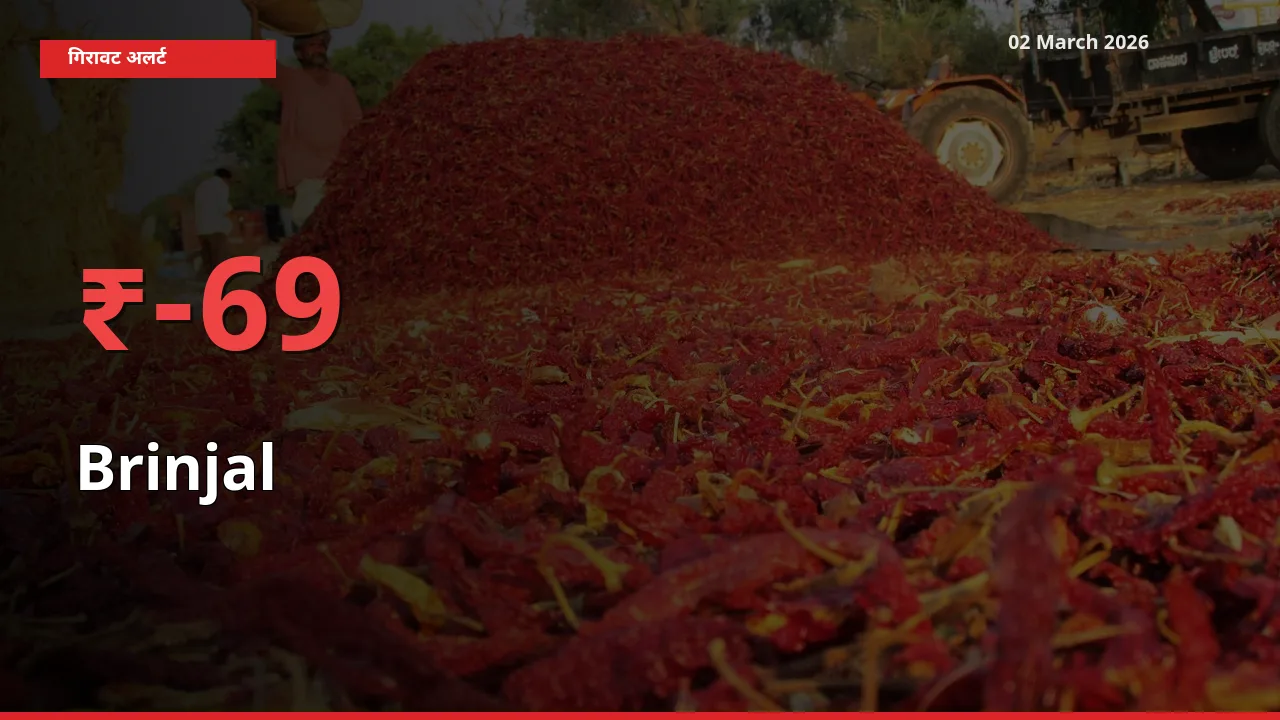 किसानों की चिंता बढ़ी! स्थानीय मंडी में Brinjal 69.02% गिरा
