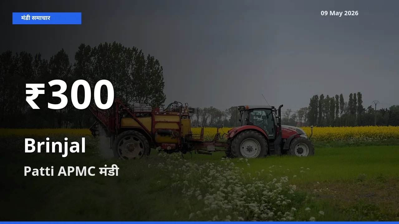 Patti APMC में बैंगन के दाम 30 दिन के न्यूनतम स्तर पर, आज का मंडी भाव देखें