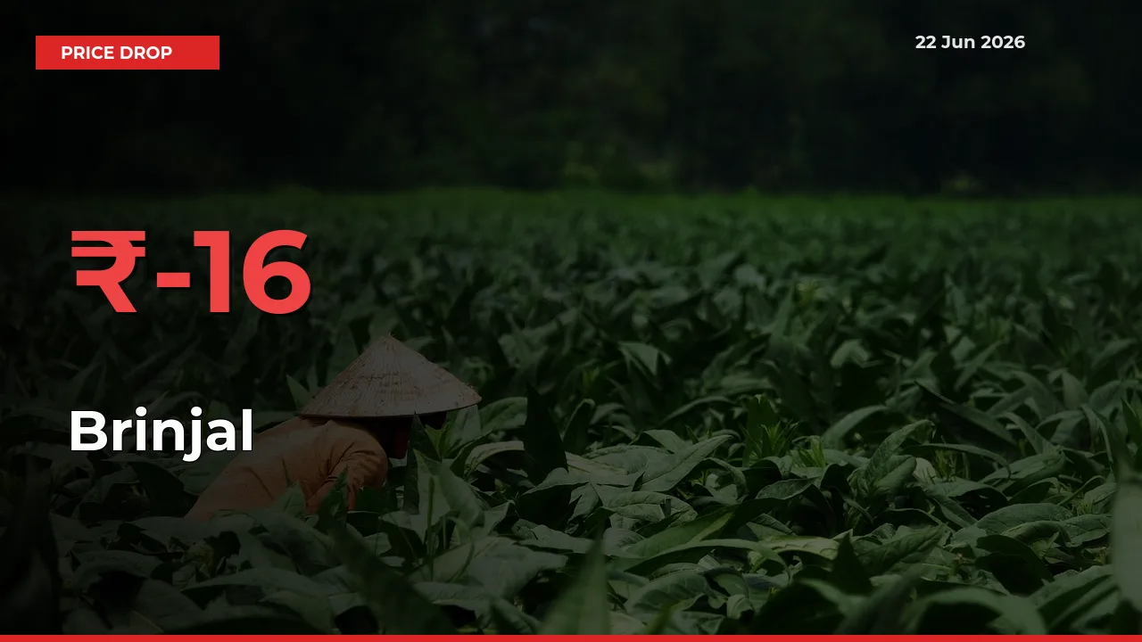 Brinjal Falls 15.66% at Mandis