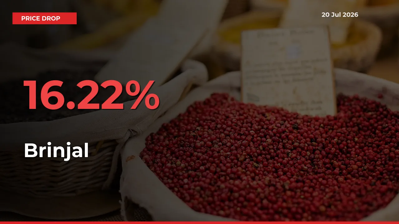 Sharp Fall! Brinjal Prices Plunge 16.22% in a Day at Key Mandis