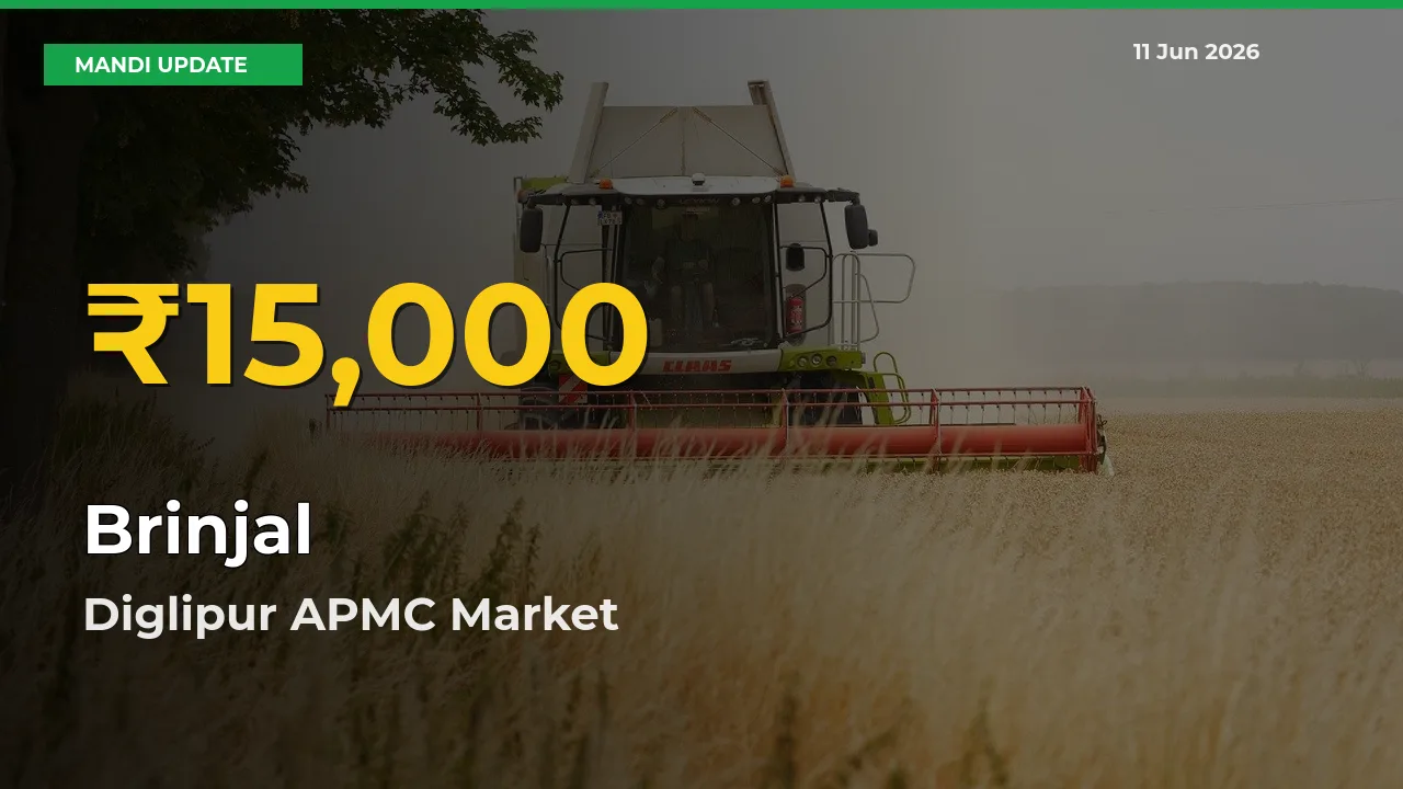 Brinjal Prices Soar to Record High in Diglipur APMC – Farmers Alert Today