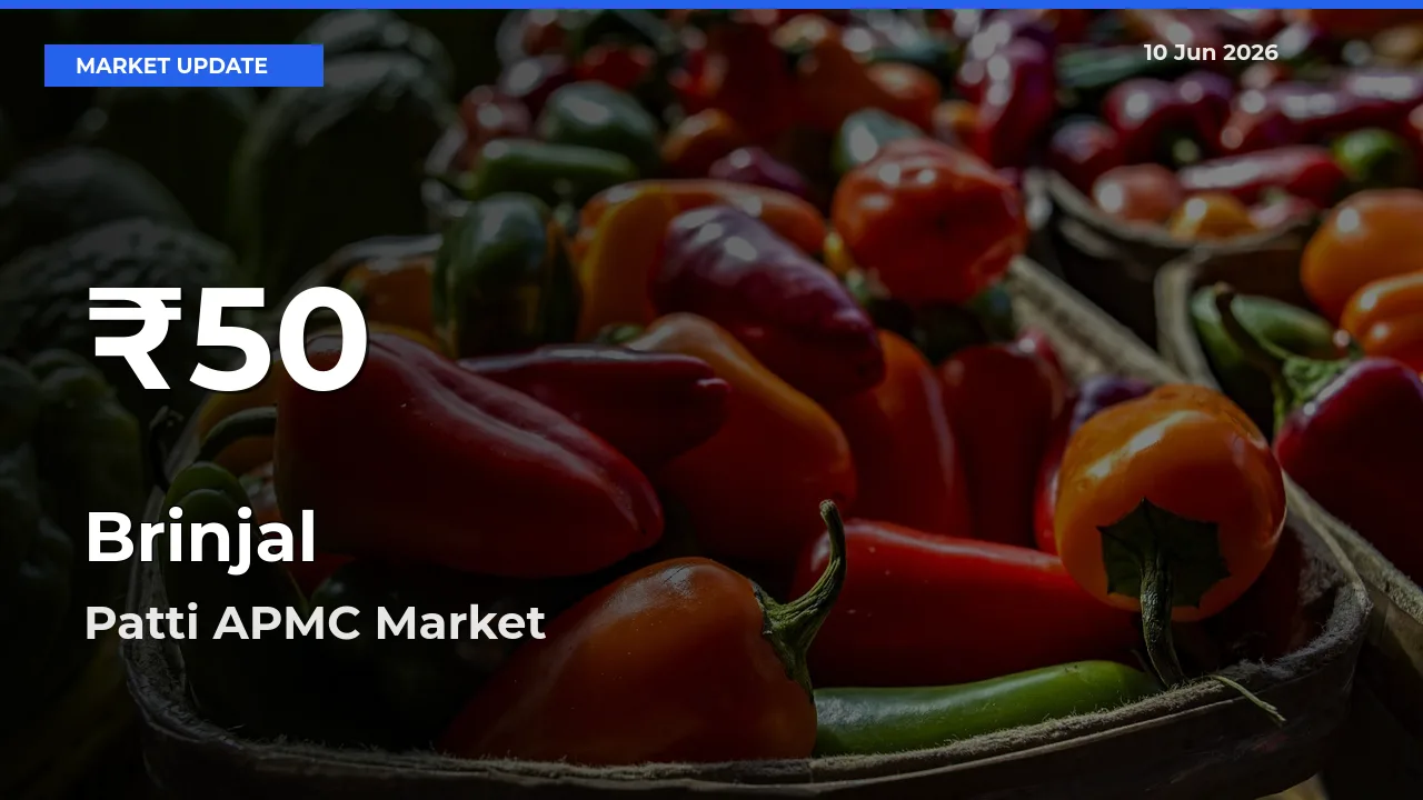 Brinjal Falls to ₹50 in Patti APMC – 30-Day Lowest Rate
