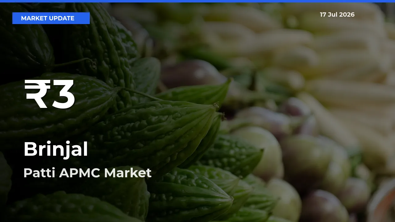 Brinjal Falls to ₹3 in Patti APMC – 30-Day Lowest Rate