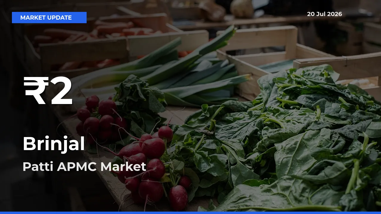 Sharp Fall! Brinjal Prices Drop to 30-Day Low in Patti APMC