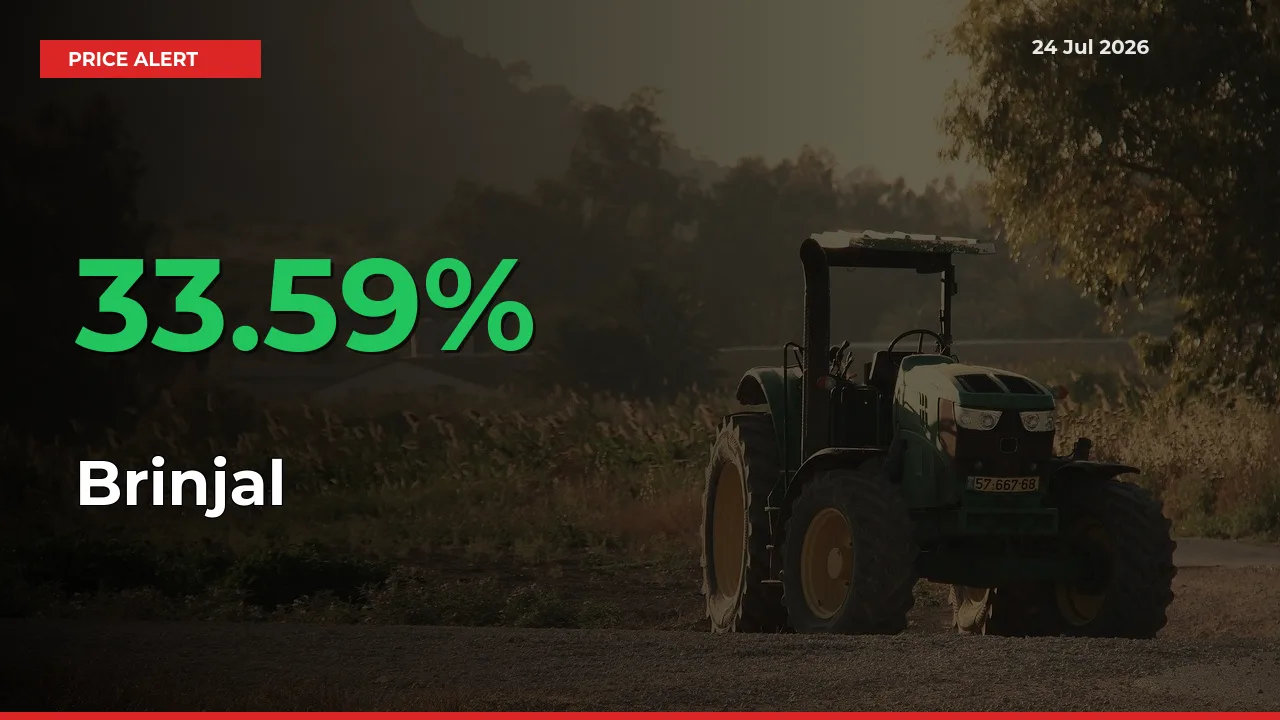 Why Brinjal Prices Rose 33.59% in a Day at Mandis