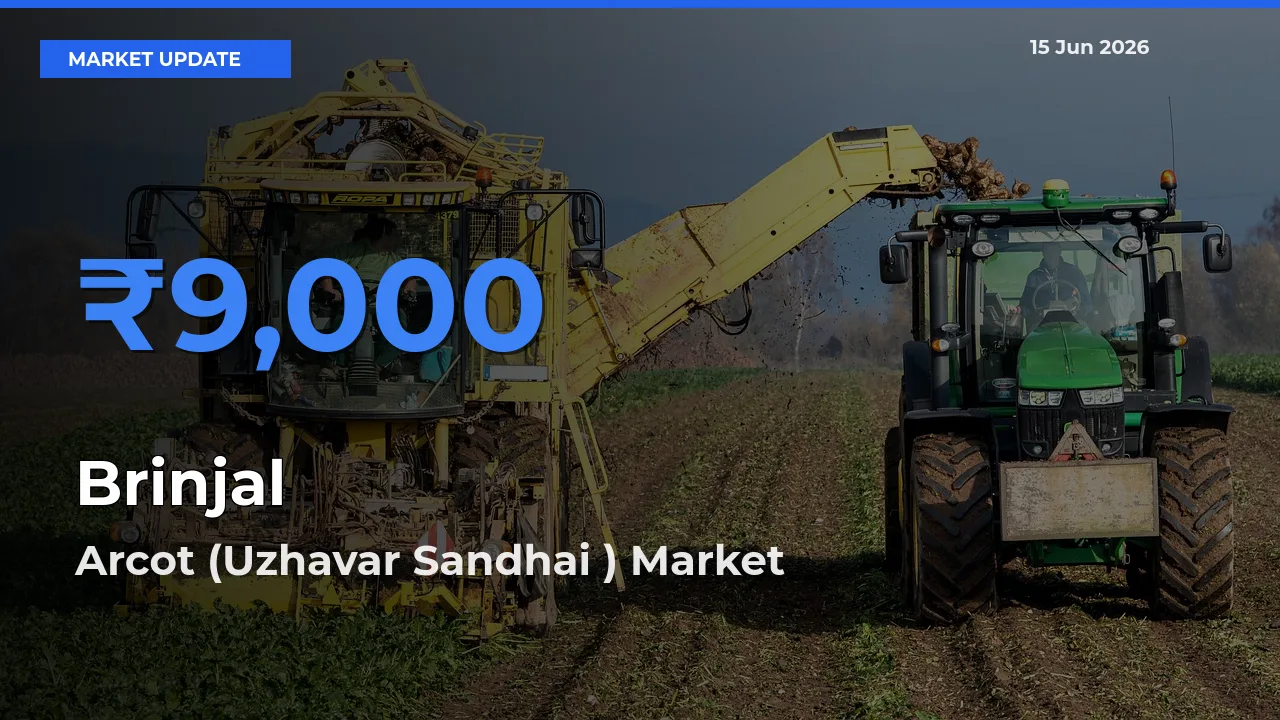 Arcot (Uzhavar Sandhai ) Tops Brinjal Rates – June 15 Market Update