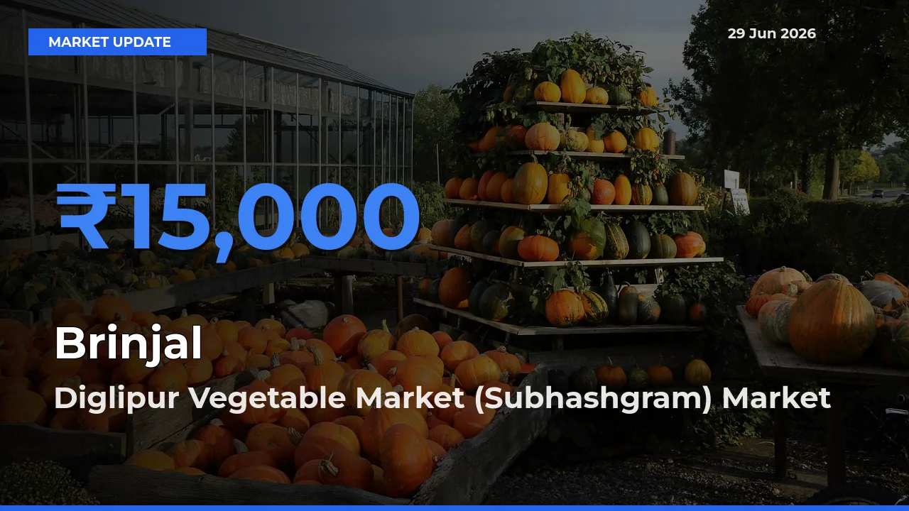 Top Performer! Diglipur Vegetable Market (Subhashgram) Offers Best Brinjal Price Today